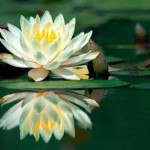 white_lotus-150x150.jpg